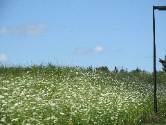 IAT, WI; prairie